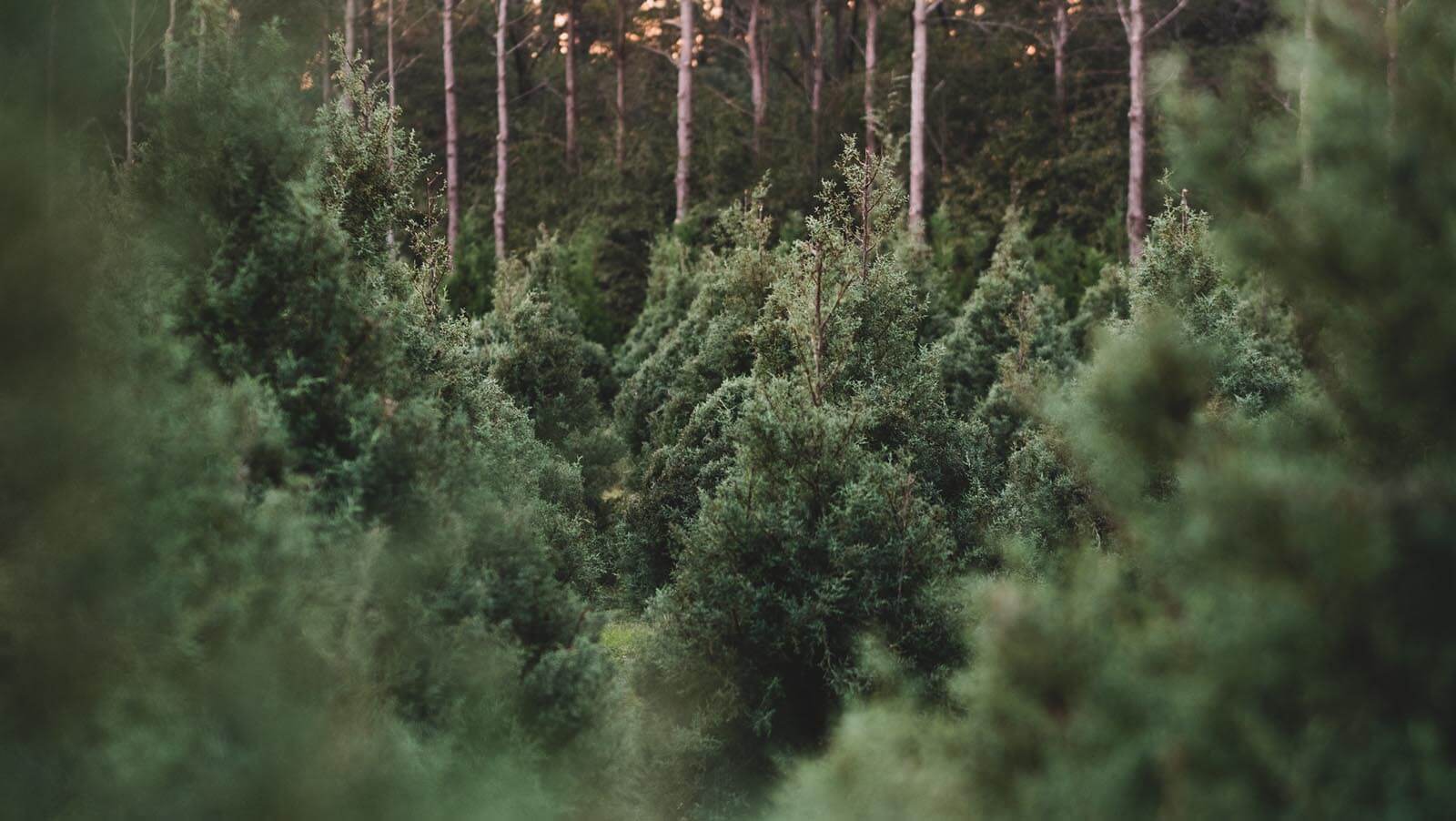 Wheeler's Trees home-background2 Wheeler's Trees home-background2