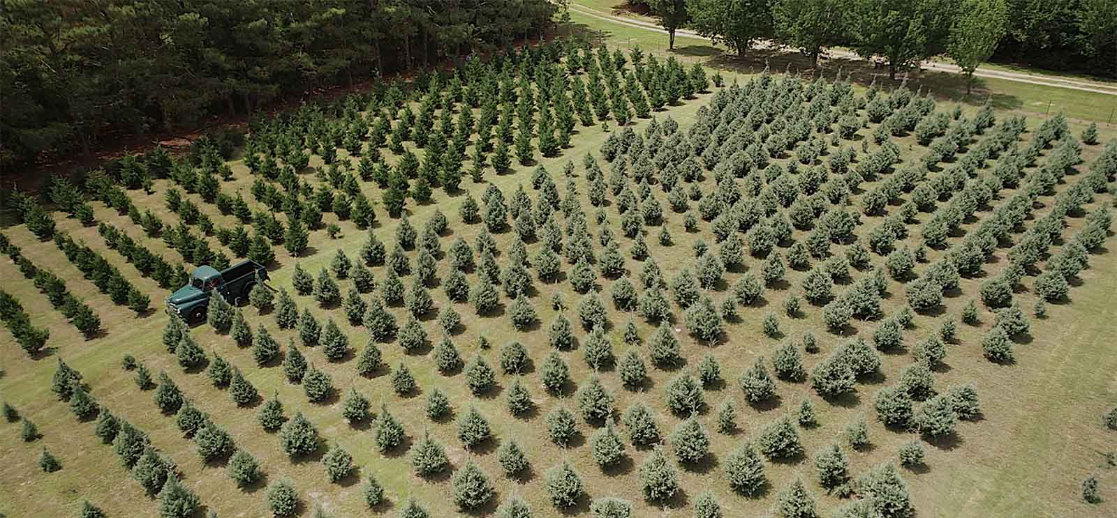 wheelers trees background 3 wheelers trees background 3